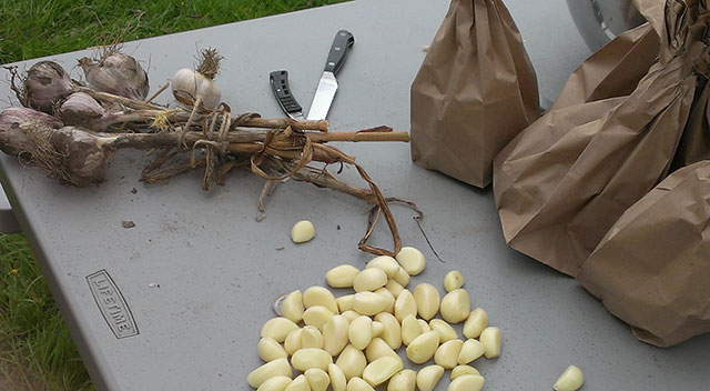Here comes the garlic. Photo: Mary McCallion