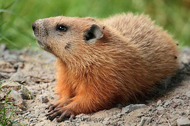 The groundhog, a.k.a the woodchuck, or marmot, or whistle-pig, or weatherman? Photo: Cephas, Creative Commons, some rights reserved