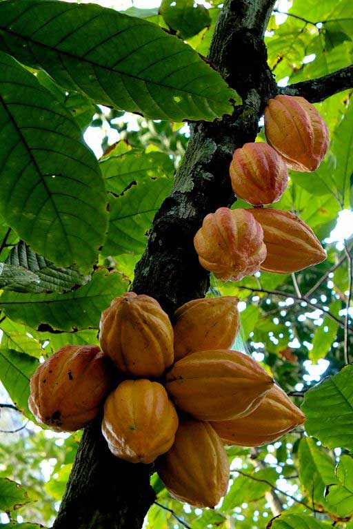 Cacao tree (Theobroma cacao) with fruit. Photo: Luisovalles, Creative Commons, some rights reserved