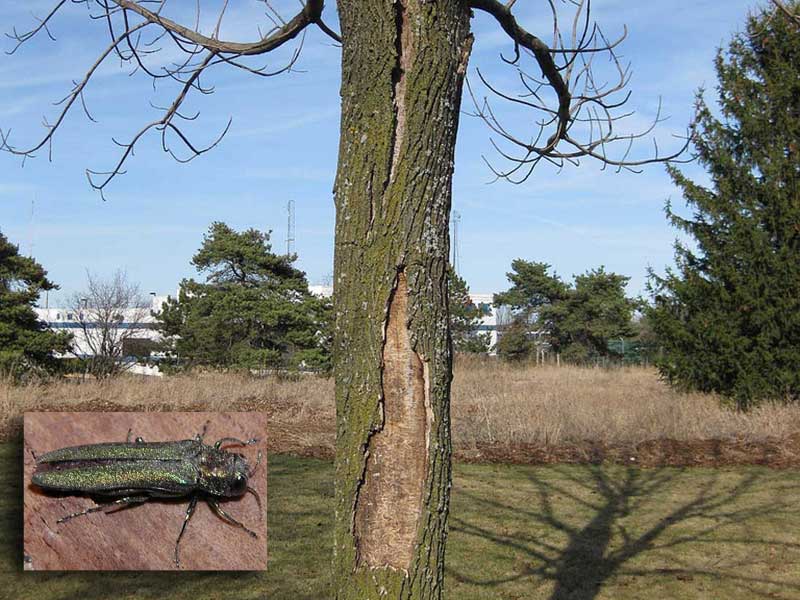 An ash tree killed by emerald ash borers. Photo: Penn State, Creative Commons, some rights reserved. Inset: Emerald ash borer. Photo: StopTheBeetle, Creative Commons, some rights reserved 