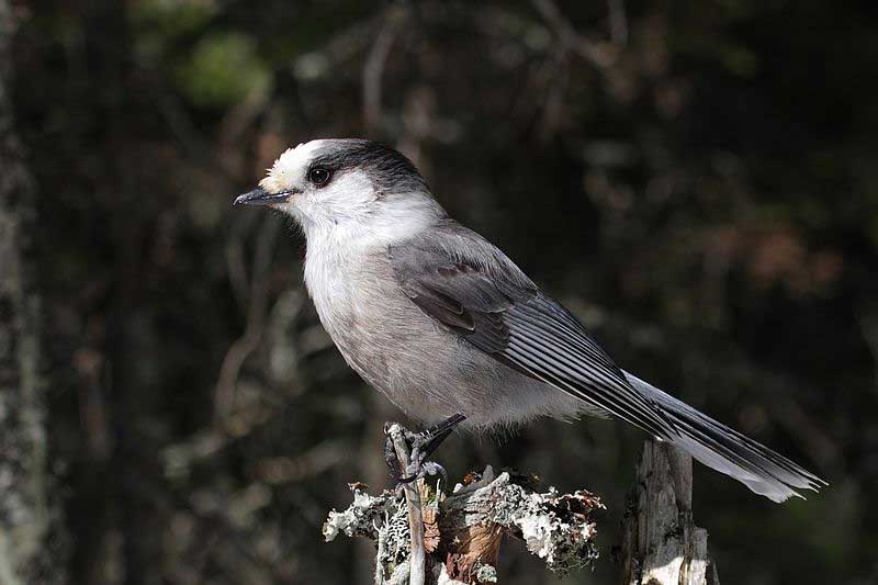 Gray jay.. Photo: Cephas, creative Commons, some rights reserved