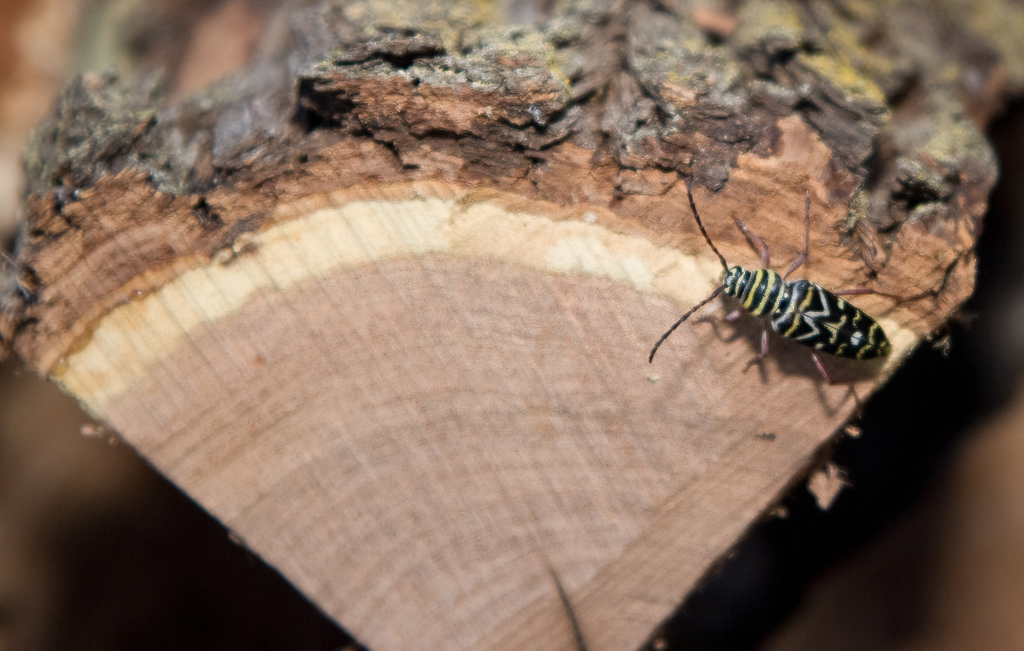 Locust borer in the firewood. Photo: Susan Adams, Creative Commons, some rights reserved