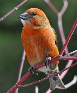 Red Crossbill male. Photo: Eugene Beckes, creative Commons, some rights reserved 