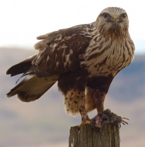 Rough-legged hawk. Photo: Eugene Beckes, creative Commons, some rights reserved