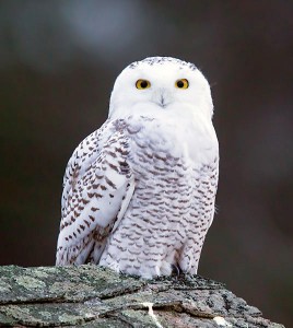 Snowy Owl. Photo: Larry Master