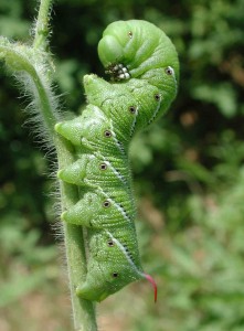 Tomato hornworm needs a middle name. Suggestions?