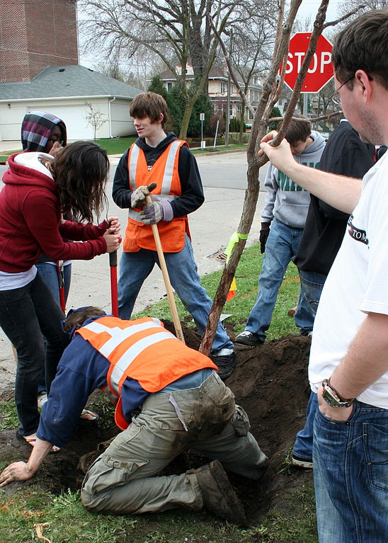 Volunteers planting a tree for Arbor Day in Rochester, Minnesota. Photo: A href="http://en.wikipedia.org/wiki/File:ArborDay2009treeplanters.JPG">Jonathunder, Creative Commons, some rights reserved