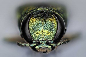 Emerald ash borer. This pricey import will cost us billions. Photo: Macroscopic Solutions, Creative Commons, some rights reserved