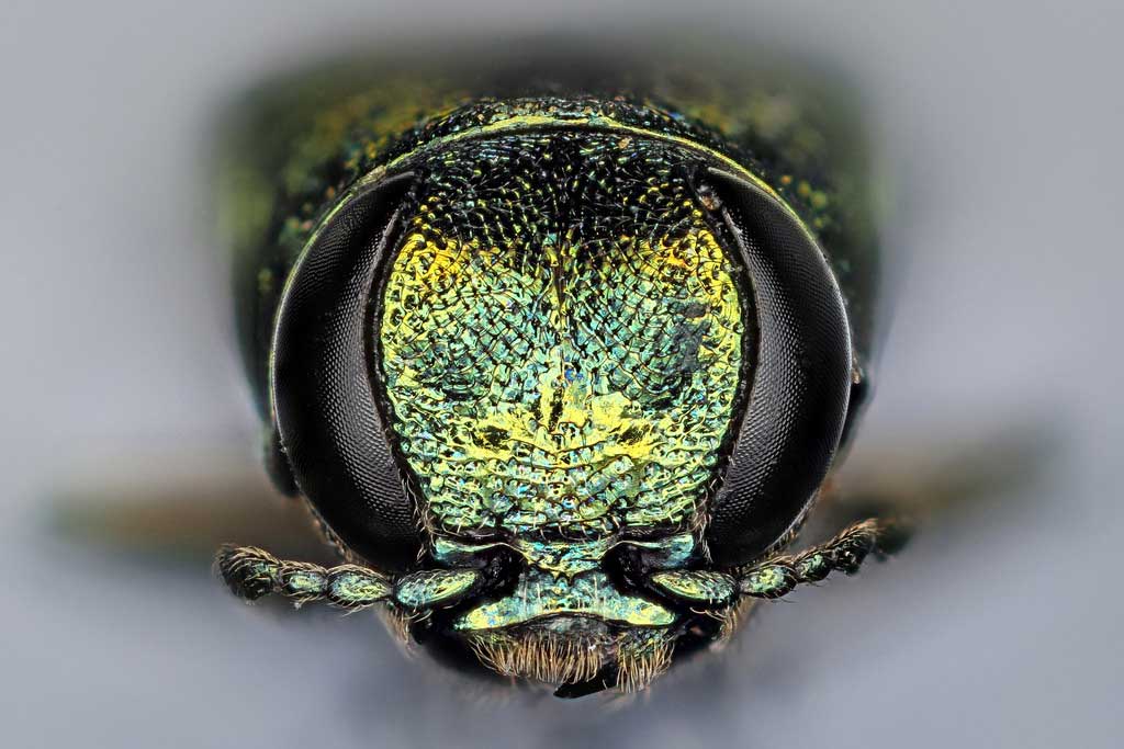 Emerald Ash Borer, in-your-face view. Photo: Macroscopic Solutions, Creative Commons, some rights reserved