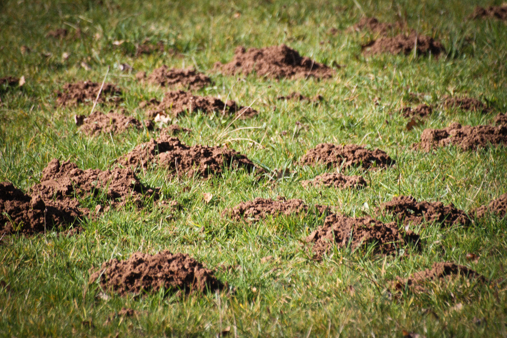 Molehills. Photo: Joanne Goldby, Creative Commons, some rights reserved