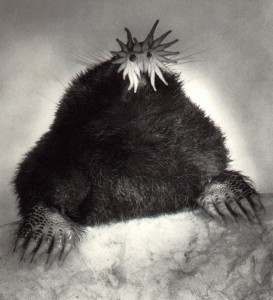 Star-nosed mole. A five-ounce mole can eat about 50 pounds of grubs and worms a year. Photo: Gordon Ramsay, Creative Commons, some rights reserved