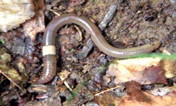 Meet the new kid on the block,amynthas agrestis, the Asian "crazy" worm. It's big, it multiplies fast, and it eats everything. Photo: Wisconsin Department of Natural Resources