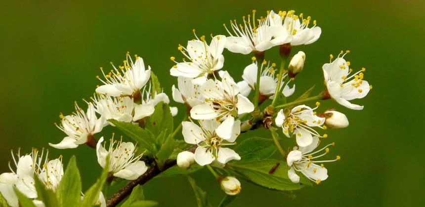 Hawthorn in bloom at the Guelph Arboretum. The flowers are good for the soul, and may strengthen cardiac muscle, too. Photo: Lesley Wilson, Creative Commons, some rights reserved
