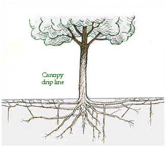 Contrary to popular belief, 98% of a tree's root system is in the top 18 inches of soil, and exten out well beyond the canopy in a "root plate". Image: UCDavis