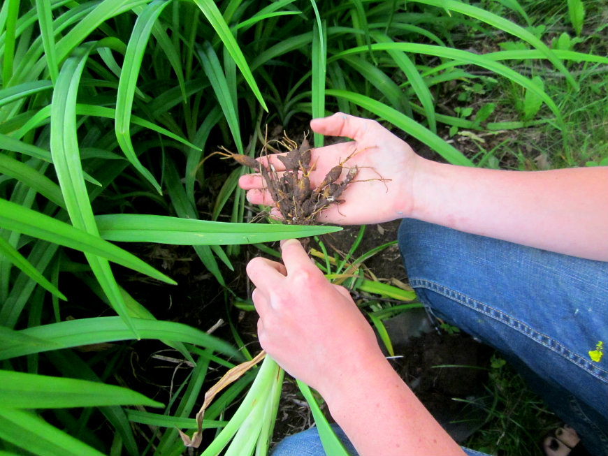 The edible roots of Daylilies. Photo: Amy Feiereisel. 