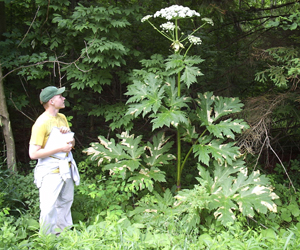 Giant Hogweed. Photo: NYS DEC