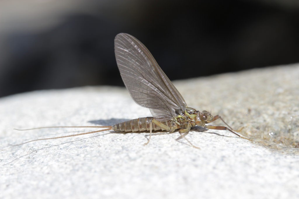 The longevity-challenged mayfly. Photo: Bjorn S., Creative Commons, some rights reserved