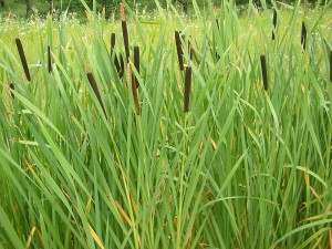 Common cattails. Photo: Bogdan, Creative Commons, some rights reserved