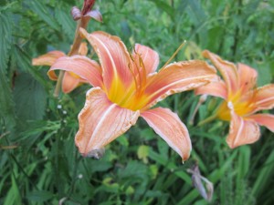 Day Lily Close