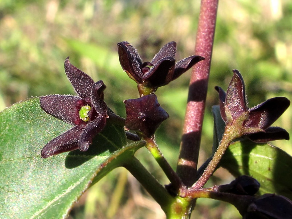 Black swallow-wort or "dog-strangler vine" in bloom. Photo: Jacinta Lluch Valero, Creative COmmons, some rights reserved.