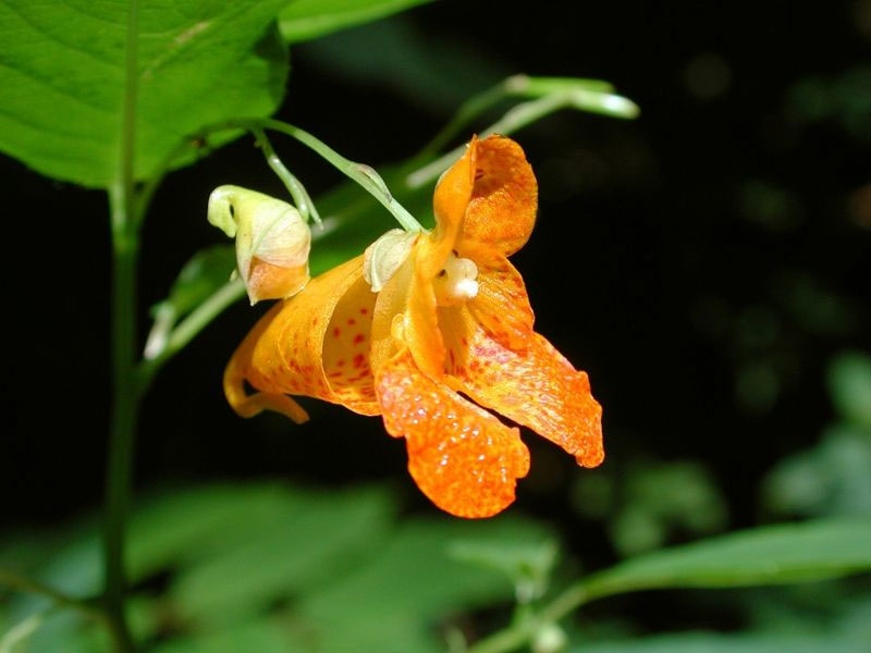 Jewelweed, also known as touch-me-not, or impatiens capensis. Photo: Fritz Geller-Grimm, Creative Commons, some rights reserved