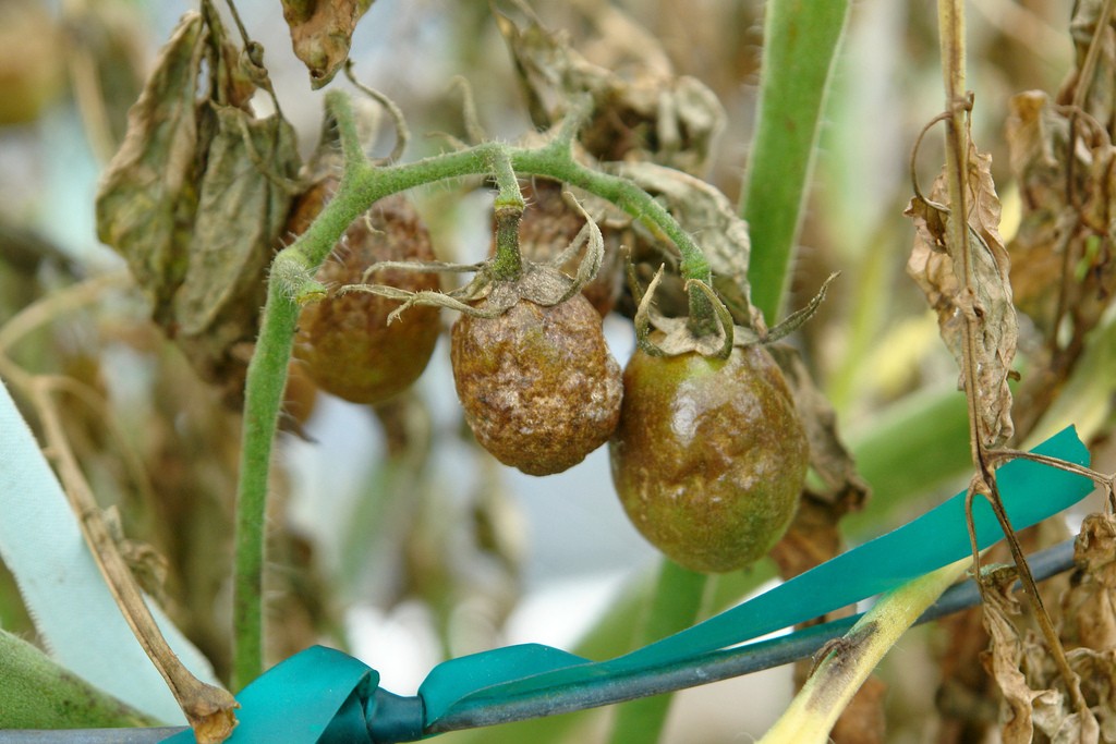 Blight of tomato (Lycopersicon esculentum) caused by Phyophthora infestans. Photo: Scot Nelson, Creative Commons, some rights reserved