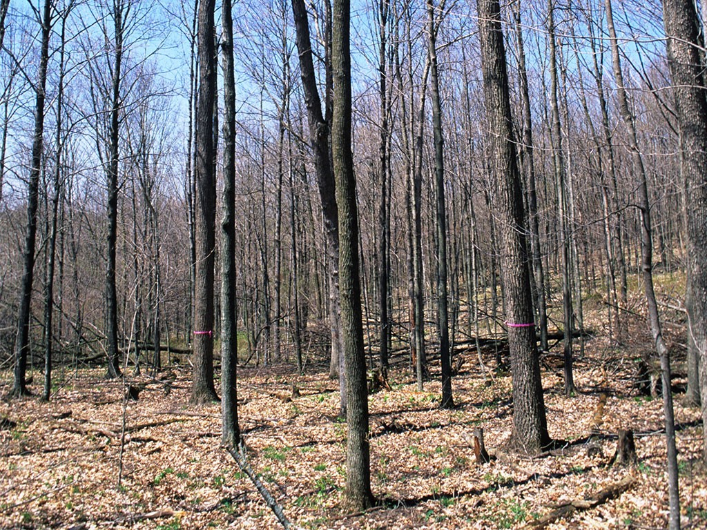 Woodlot with trees marked for harvest. Photo: Wisconsin Dept. of Natural Resources, Creative Commons, some rights reserved