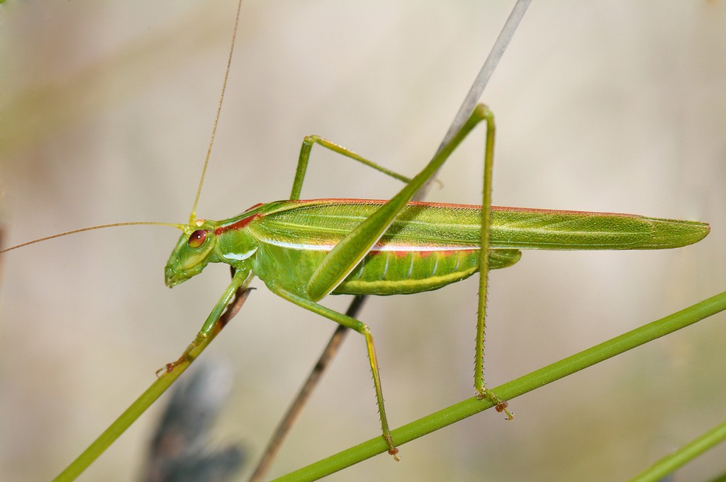 Katydid. Photo: Jean and Fred, Creative Commons, some rights reserved