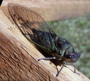 Annual or "dog-day" cicada. Photo: Bruce Martin, Creative Commons, some rights reserved