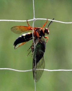Cicada-killer wasp with paralyzed prey. Photo: Bill Buchanan, U.S. Fish and Wildlife Service