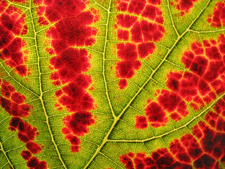 Chlorophyll still hangs on near the veins of this leaf, but the xanthophylls and carotenoids and anthocyanins are winning the battle. Photo: Nickel Eisen, Creative Commons, some rights reserved