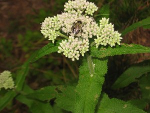 Bee and caterpillar on boneset in bloom. Photo: Jomegat, Creative Commons, some rights reserved