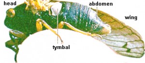 Cicada anatomy. Illustration: Agriculture and Agri-Food Canada