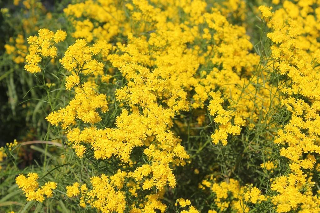 Goldenrod gets all the attention. . . Photo: Azucena Ponce, U.S. Fish & Wildlife Service