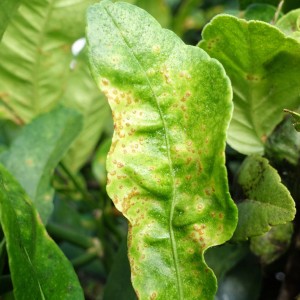 Scab on lime leaves. Photo: Scot Nelson, Creative Commons, some rights reserved