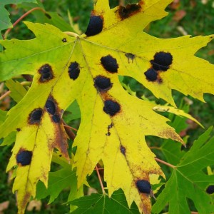 Tar spot on maple leaf. Photo: greenhem, Creative Commons, some rights reserved