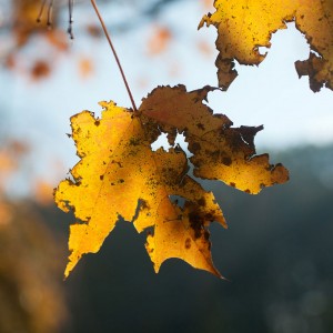 Tattered maple leaf. Photo: Wendy, Creative Commons, some rights reserved
