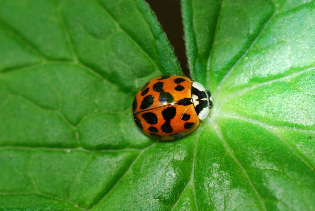 Harmonia axyridis, the multi-colored Asian lady beetle, as you rarely see it--all by itself. Photo: Joshua Mayer, Creative Commons, some rights reserved