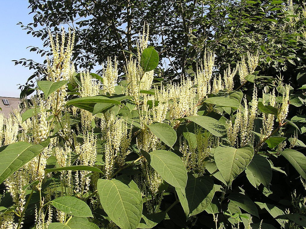 One theory is that all the world's knotweed is one plant with an unkillable rootball at the center of the earth. But don't despair. Photo: MdE, Creative Commons, some rights reserved