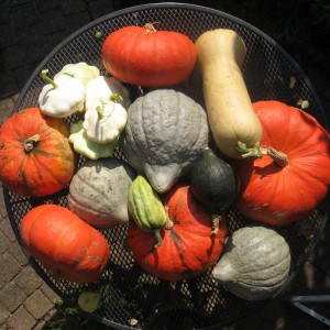 A mix of squash varieties sized for the table. Photo: Ard Hesselink, Creative Commons, some rights reserved