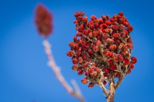 Sumac-ade is made from the berries. Photo: Brett Whaley, Creative Commons, some rights reserved