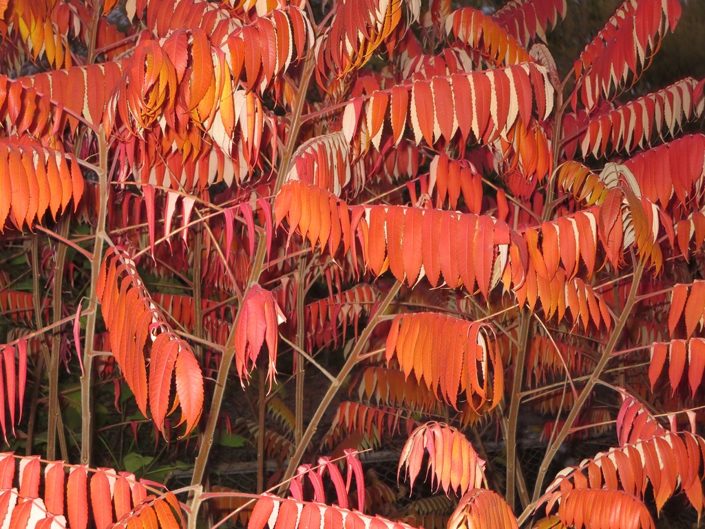 Sumac in fall color. Photo: Ann Fisher, Creative Commons, some rights reserved