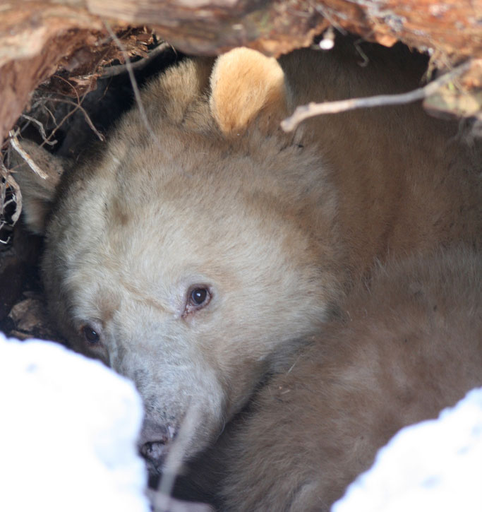 Kermodei bear in winter den under a tree stump. Photo: Jethro Taylor, Creative Commons, some rights reserved