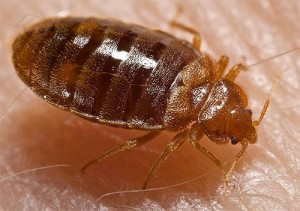 Bed bug nymph alight upon its favorite meal. Photo: public domain