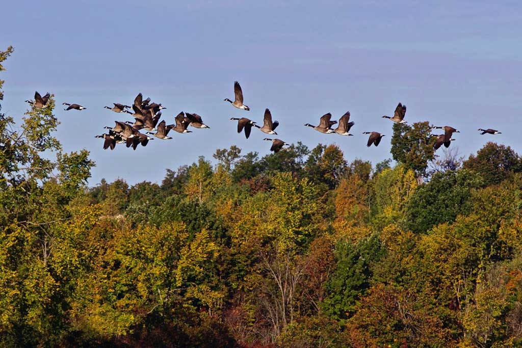 Canada geese heading south from Gouverneur, NY. Archive Photo of the Day: Amy Cook