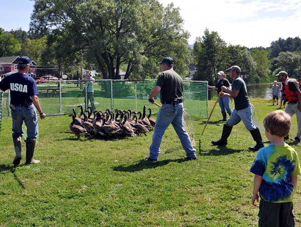 Goose Rodeo--resident geese being rounded up for banding. Photo: George Earl