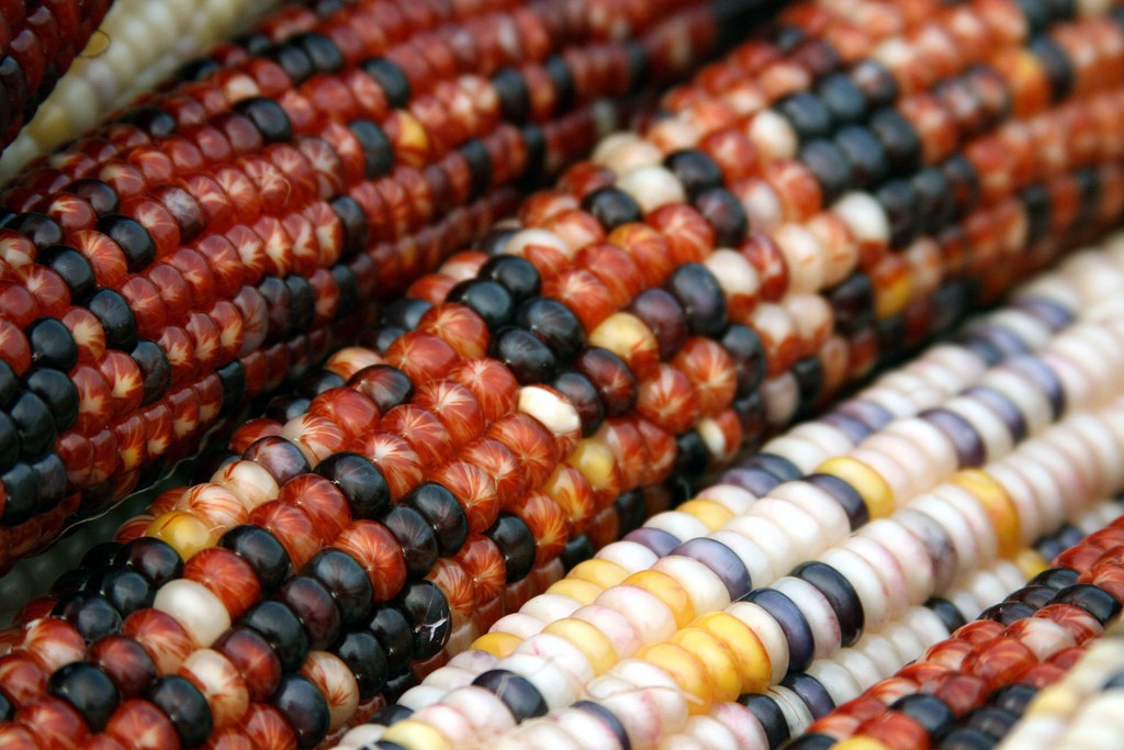 Indian corn. Photo: Renee, Creative Commons, some rights reserved