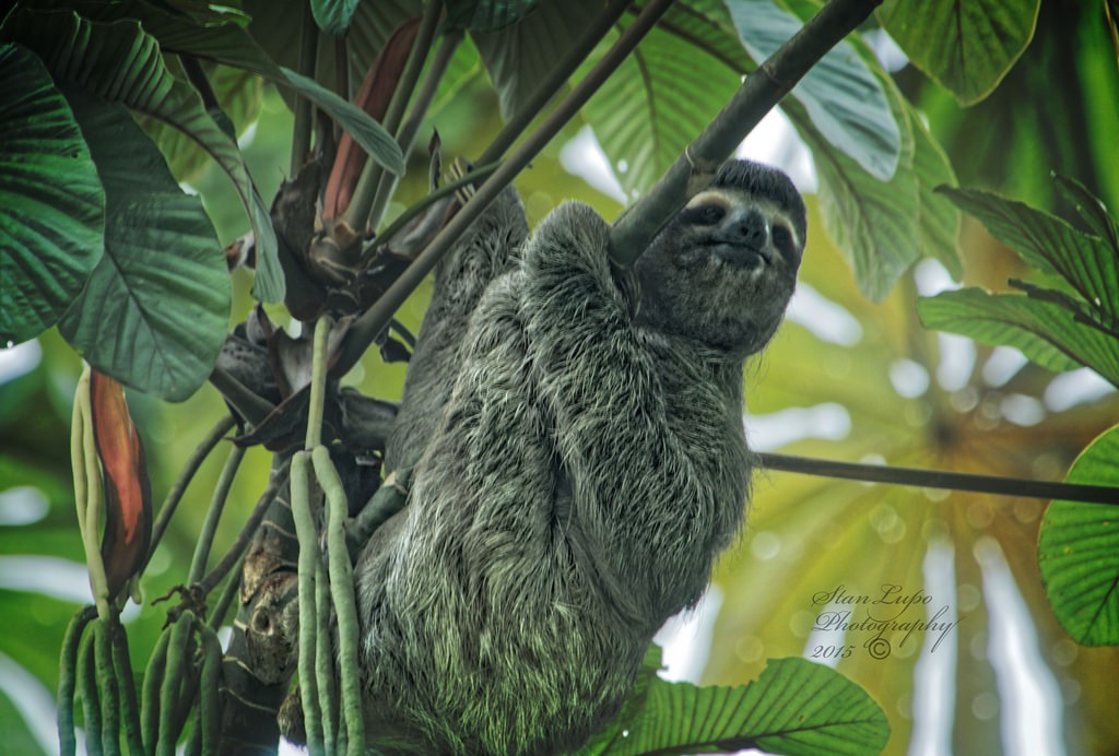 Ironically, sloths, though otherwise pretty slothful, do not hibernate. Photo: Stan Lupo, Creative Commons, some rights reserved