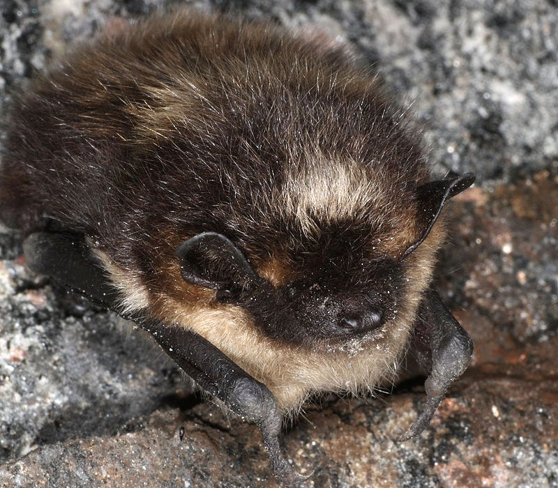 Northern bat in hibernation. Photo: Magne Flaten, Creative Commons, some rights reserved