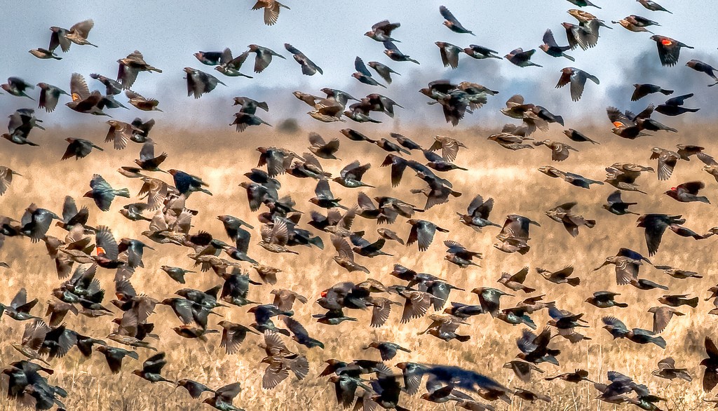 Flock of red-winged blackbirds taking off. Photo: David Cobb, Creative Commons, some rights reserved